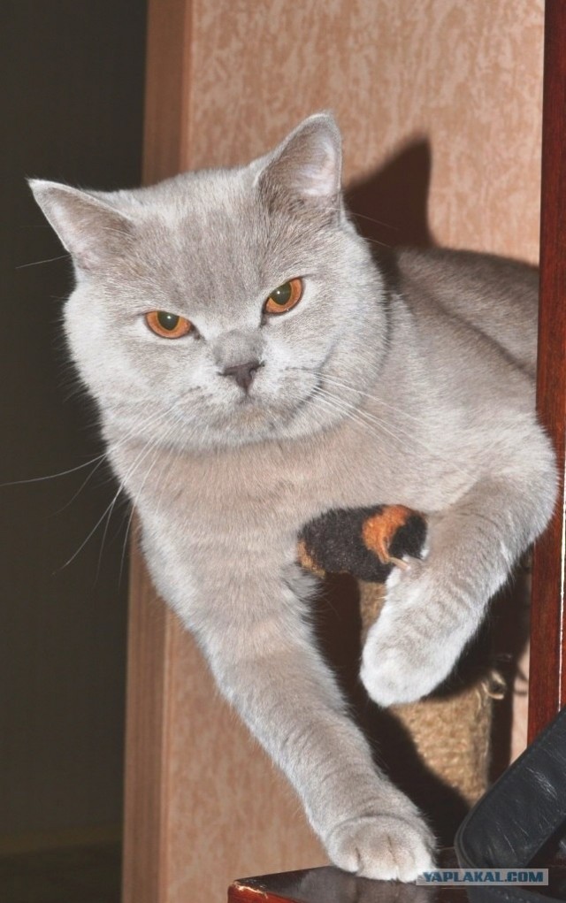 Котовторник уже сегодня!