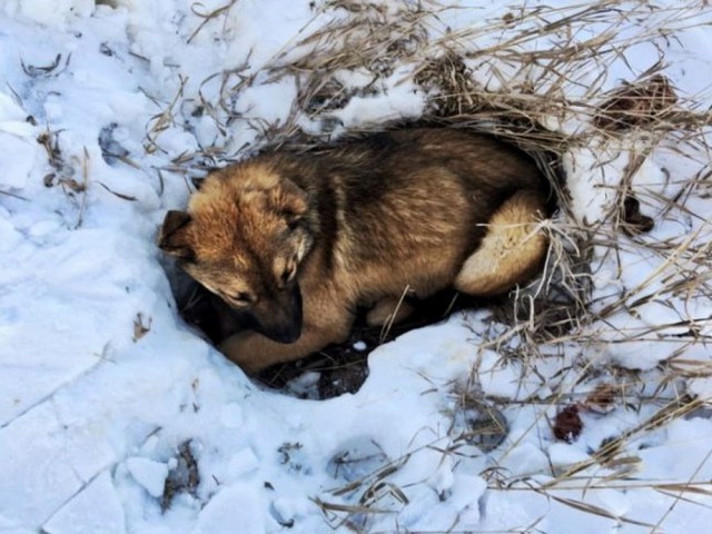 Живность из сети