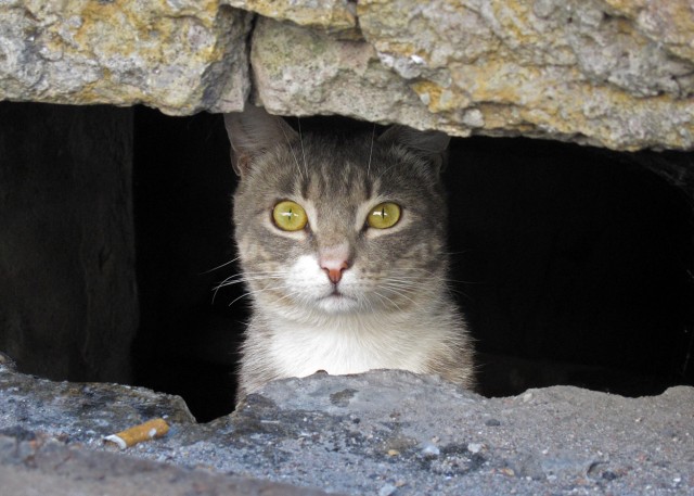 Котовторник, для любителей кошек