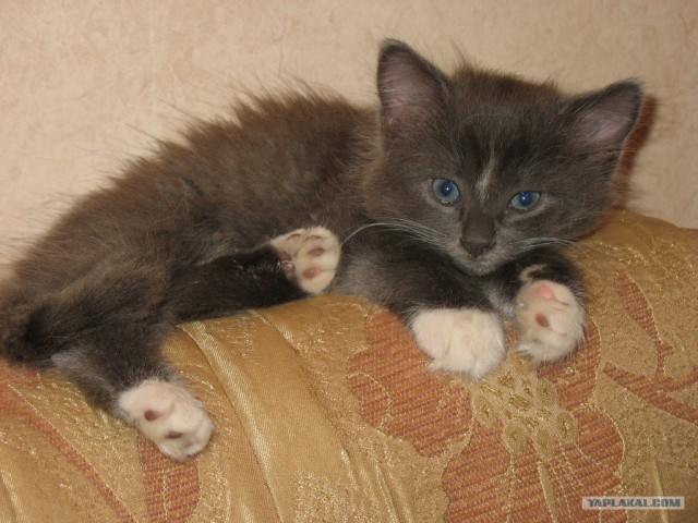 Котовторник! 08.11.11