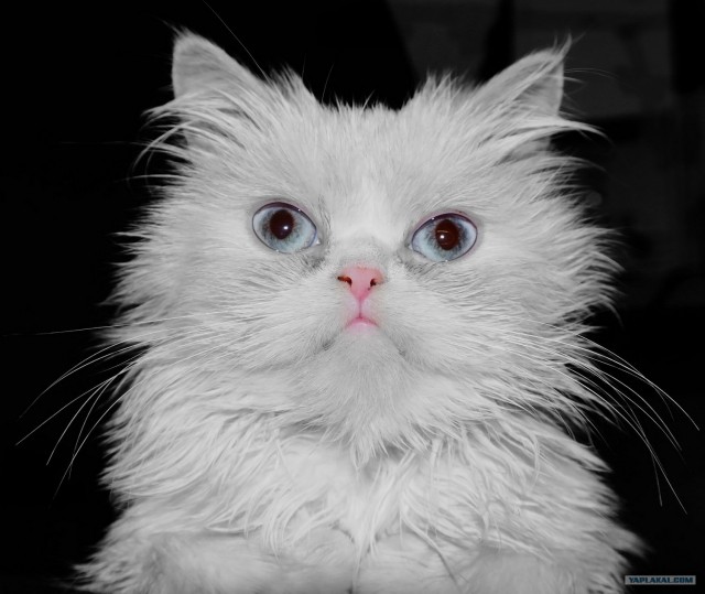 Котовторник 27.12.11