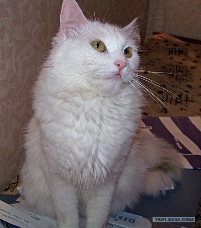 Котовторник (31.01.2012)