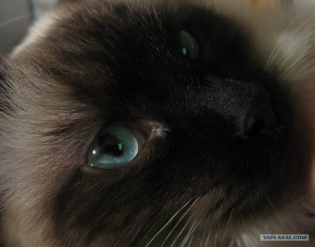 Котовторник! 13.03.2012