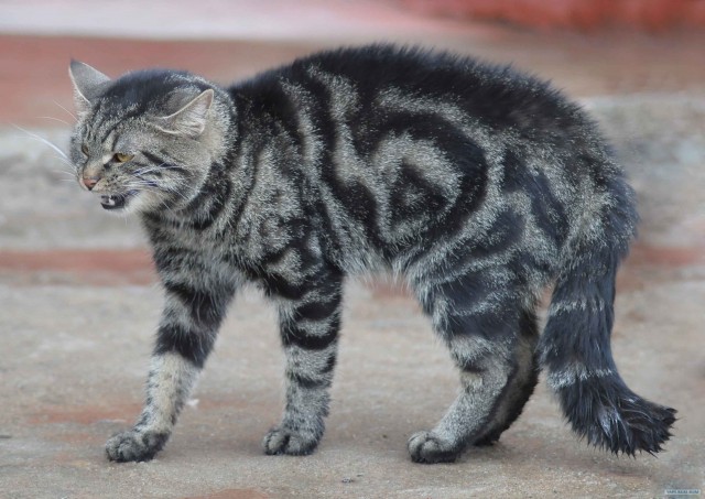 Котовторник 20.03.2012