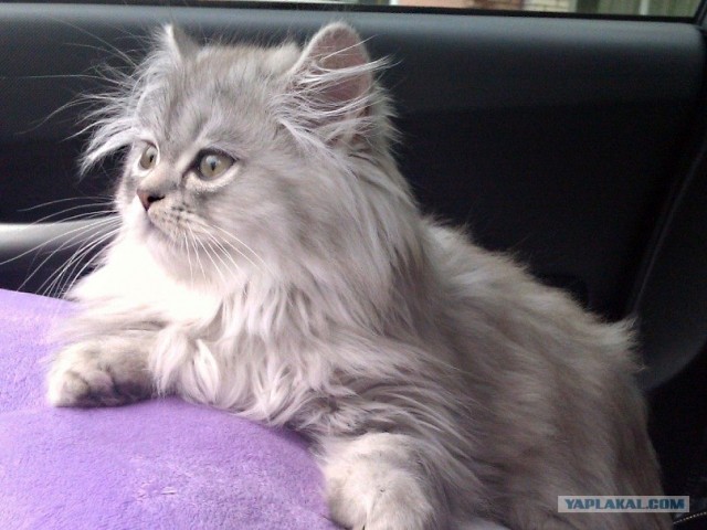 Котовторник 1 мая 2012