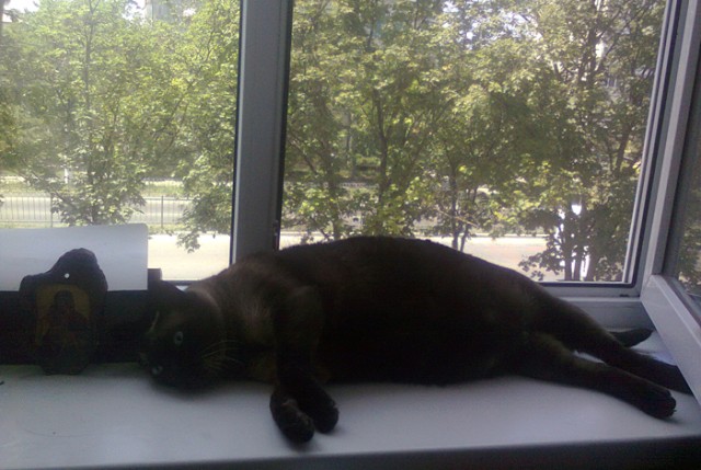 Котовторник на 26.06.12