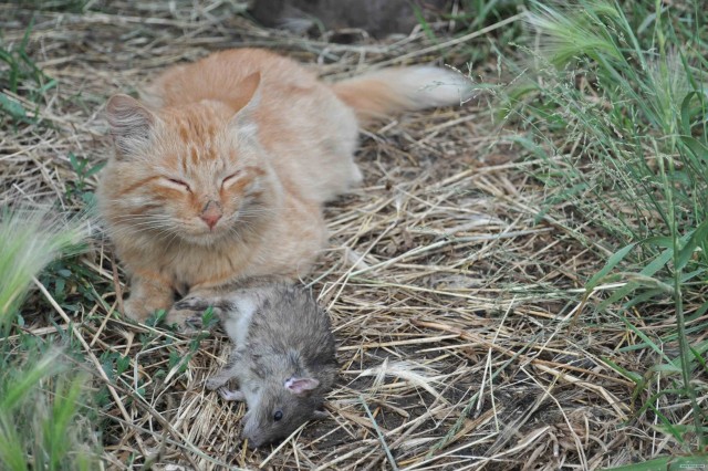 Котовторник 10. 07. 2012