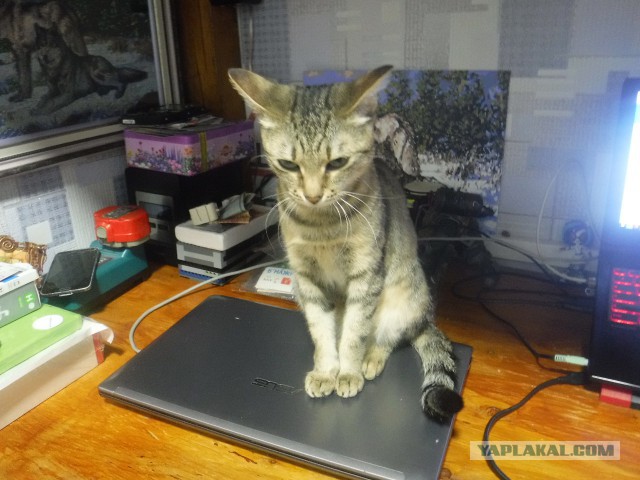 Котовторник 29.01.2019!