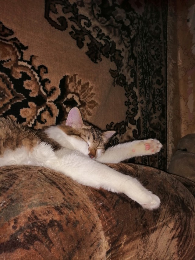 Забавные фото котеек
