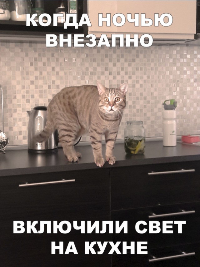 Забавные фото котеек