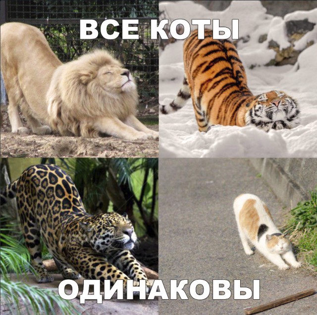 Забавные фото котеек