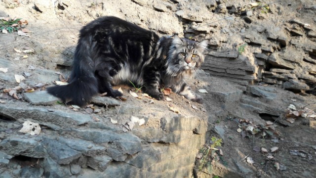 Забавные фото котеек