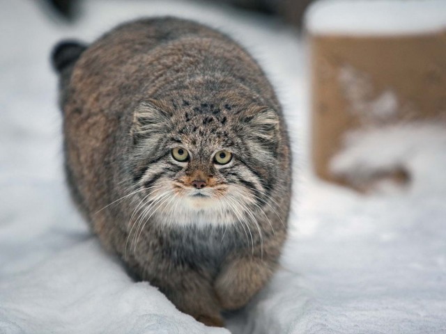 Живность из сети