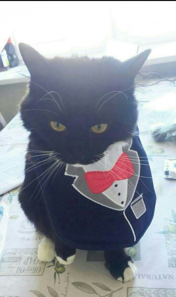 Смешные коты 18.08.20