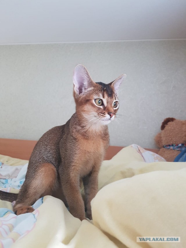 Котовторник 20.10.20