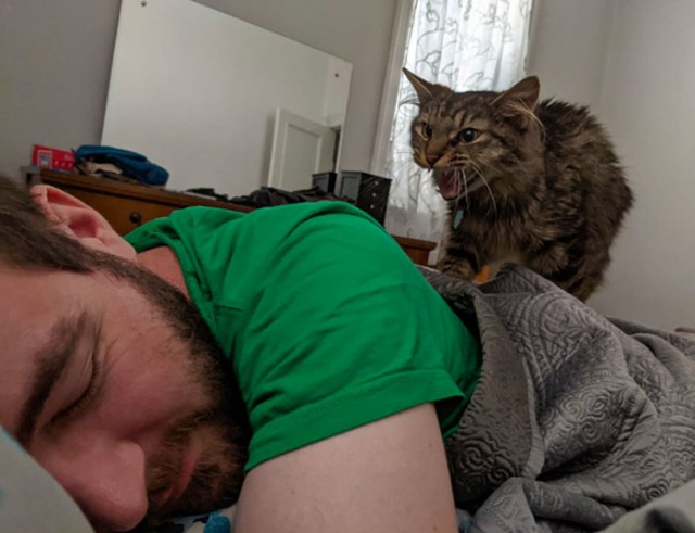 Фотографии, которые доказывают, что кошки самые большие сволочи