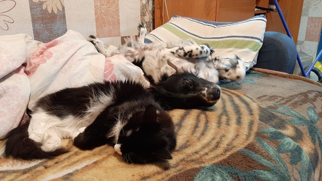 Почему вам нужно завести котов