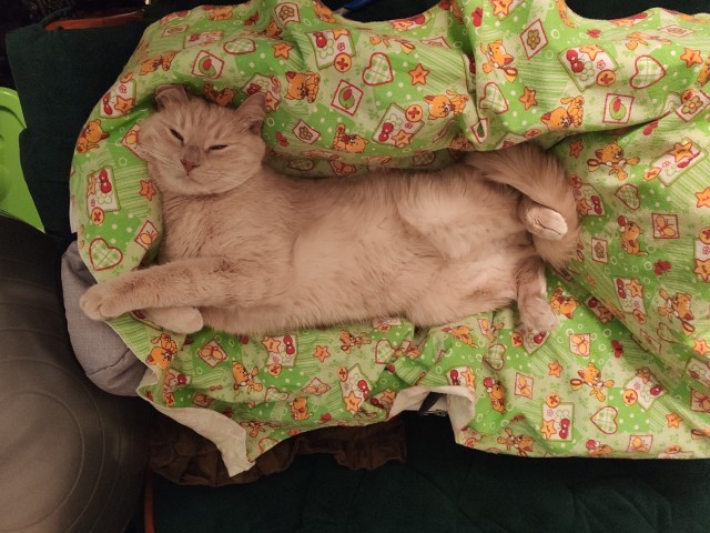 Котовторнику быть!