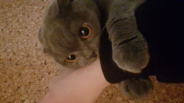 Подборка всякой живности