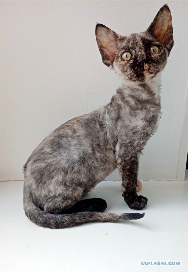 Хоба! Котовторник!