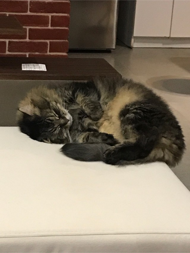 Хоба! Котовторник!