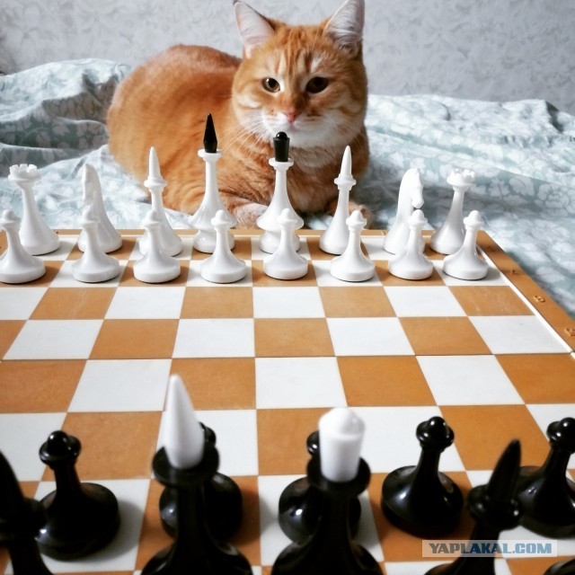 Солнце котовторника уже встало, Господа!