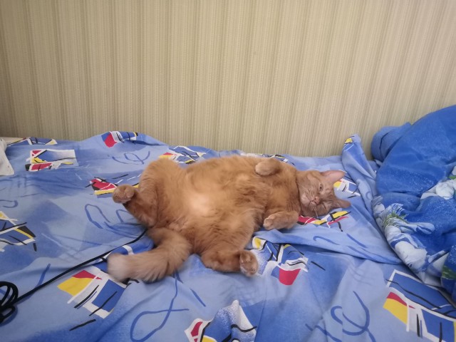 МИРУ - МИР ! Котикам - котовторник !