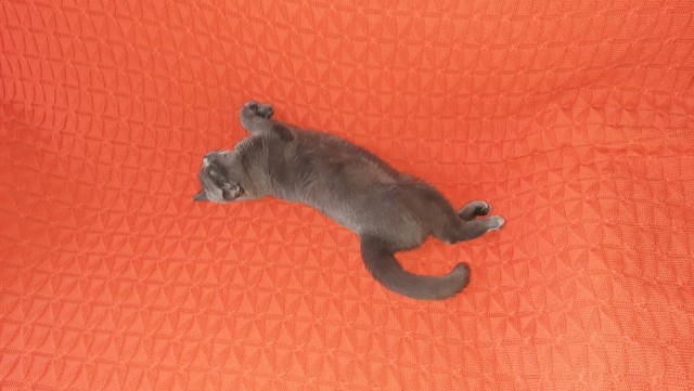 С праздником и котофторником!