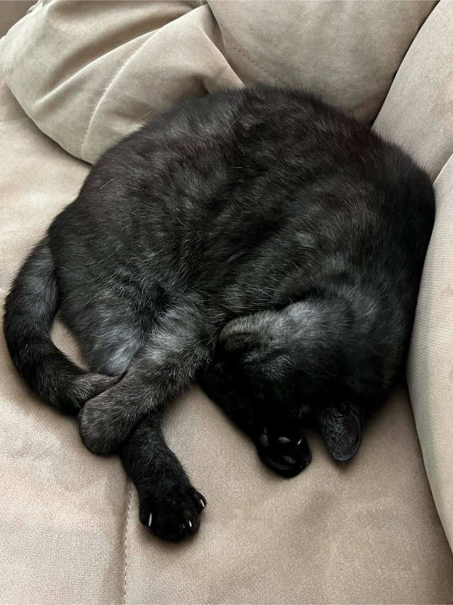 Котовторник ведь начался!