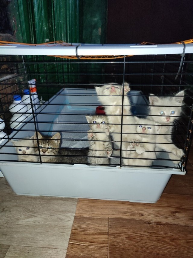 Котики в беде