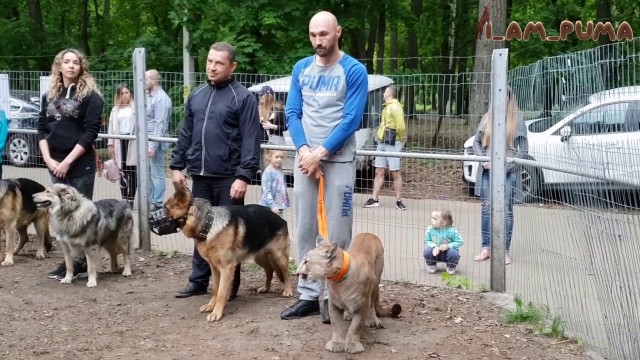 Ничего необычного, просто на западе Москвы мужчина в парке выгуливал пуму без намордника