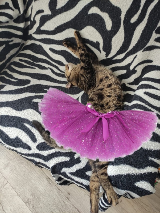 На котовторник