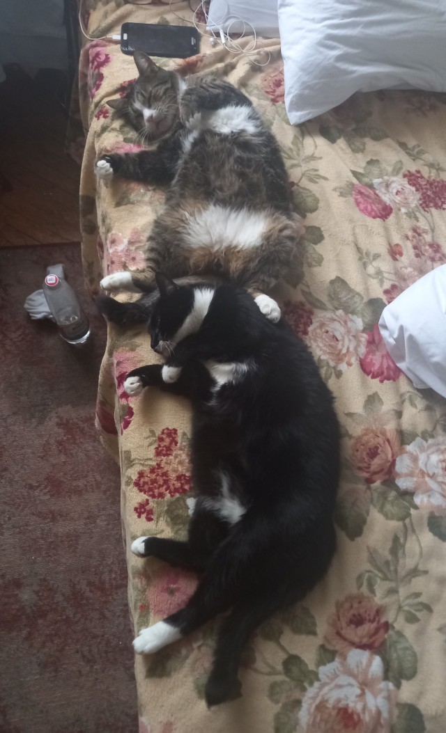 Котовторник 18.10.22