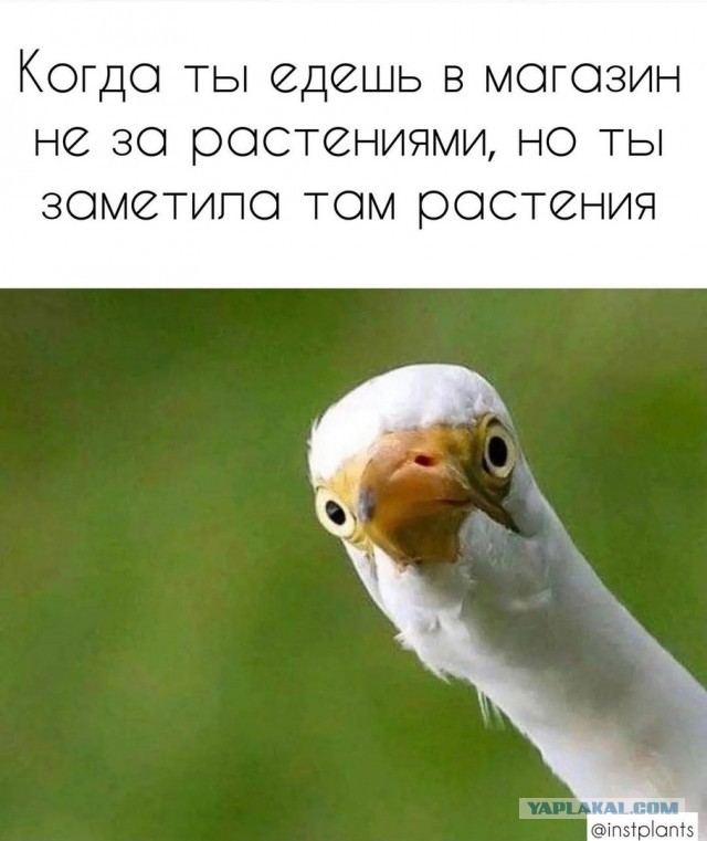 Сказочницы и наставницы: какой тип Тещи — самый опасный для зятя