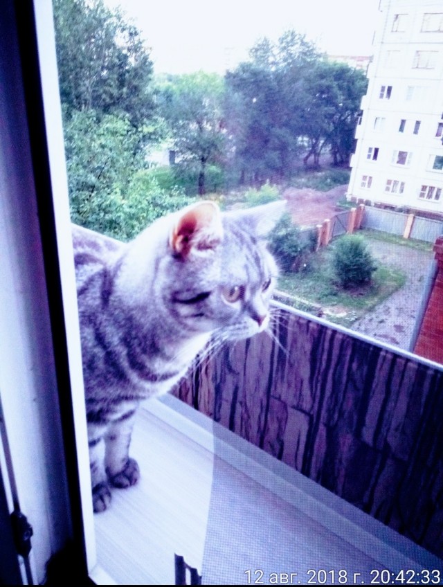 Балкон для кота на окно установлен у кого нить?