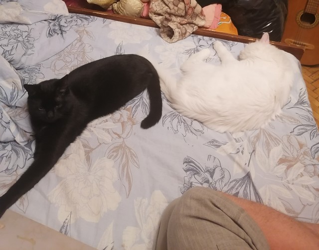 Начинаем котофторник?