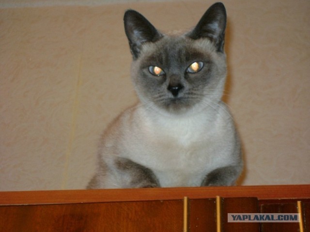Котовторник 16.04.2013