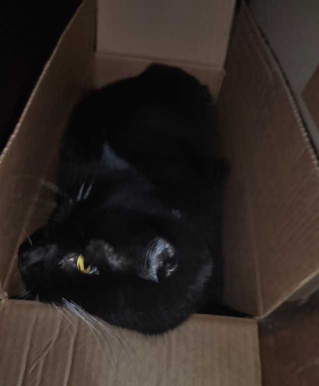 Мой котяра