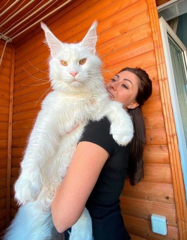Быстрорастущий кот