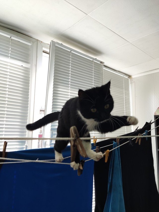 Эталон Яповского кота