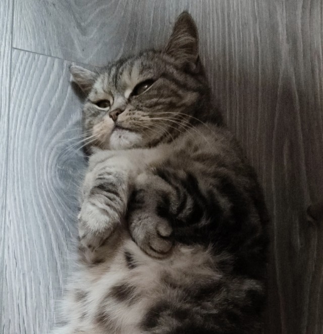 А у нас лапки