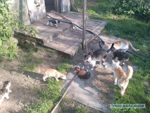 Жизнь домашнего приюта для котеек 501