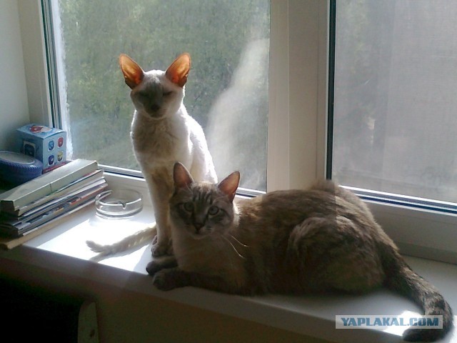 Котовторник 21.05.2013