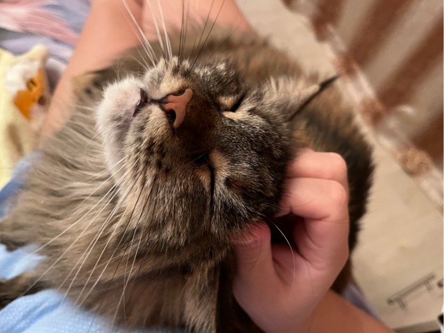 Прикольные морды котов псов к настроению...
