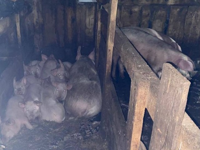 В Ужурском районе в загоне для свиней обнаружена мёртвая школьница с ранами на голове и теле