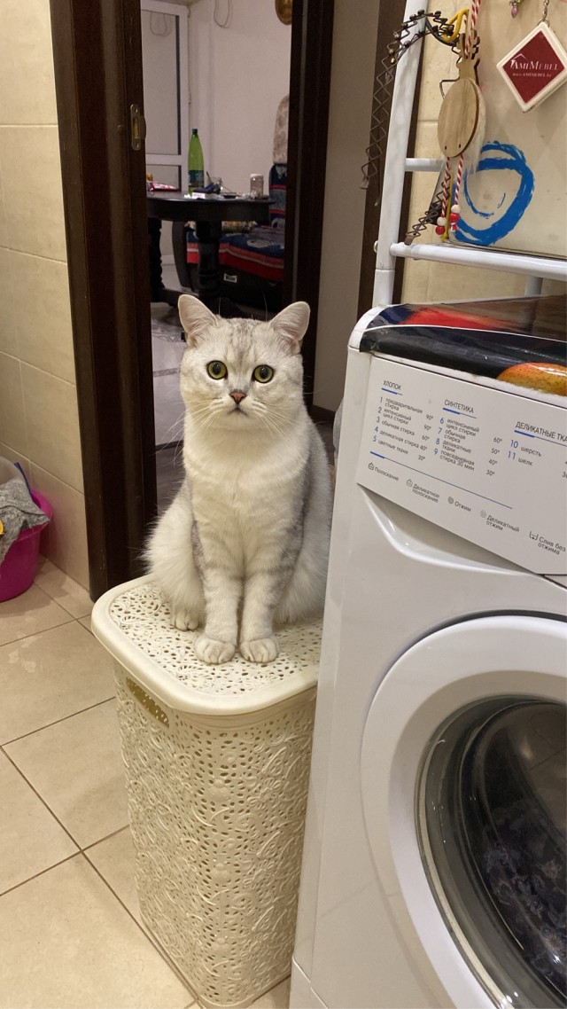 Котэ