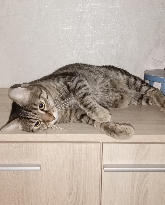 Котовторник, погнали: мой Нафаня