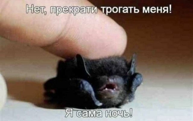 Немного забавных картинок от 13.02.2025