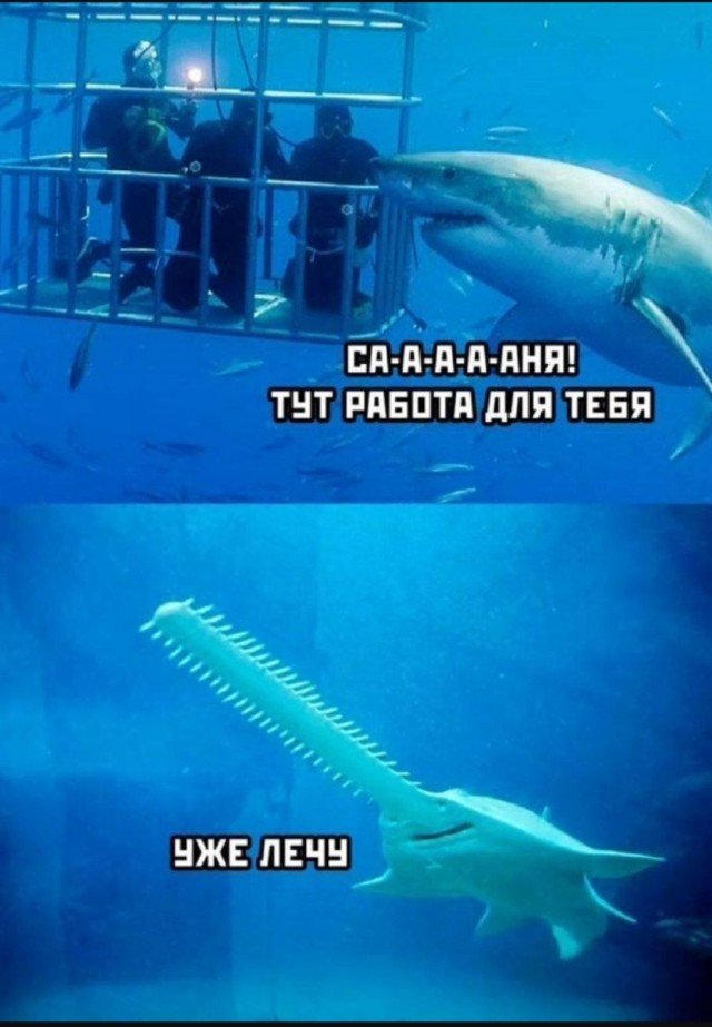 Интернет мемы на утро субботы