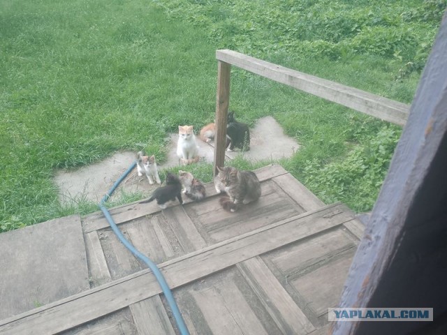 Жизнь домашнего приюта для котеек 548